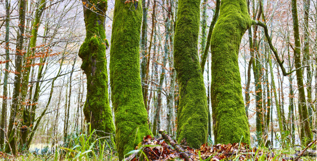 BOSQUE VERDE ARBOLES